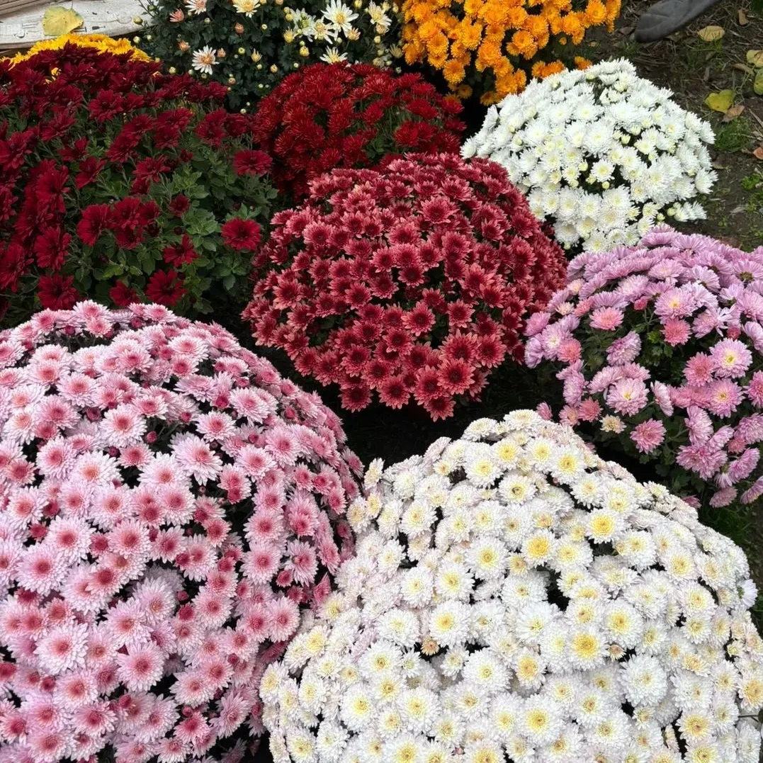 Мультифлора