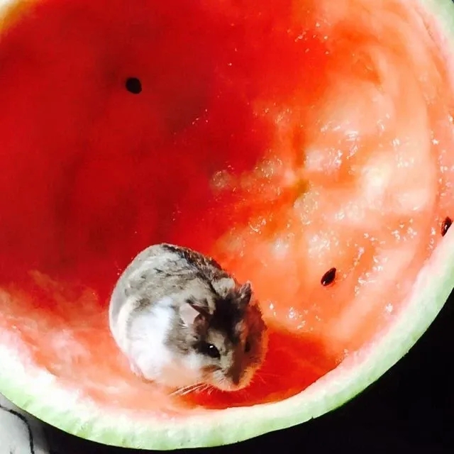 Хомяк в Арбузе🍉 {18+}