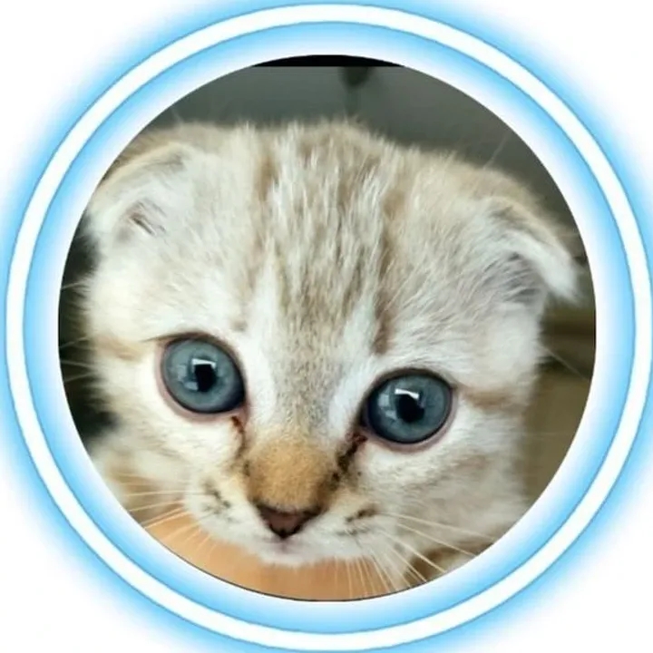КОШКАРИУС