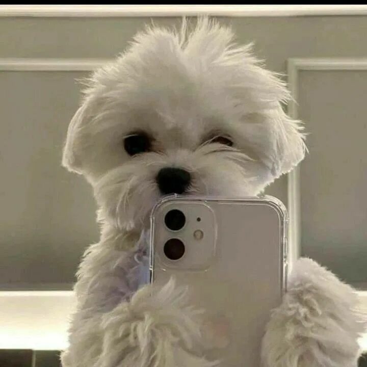 🐶ПёсоФФФ | Собаки без фильтра